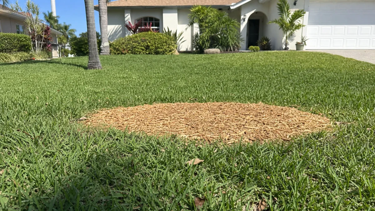 Clean yard after stump grinding The Villages FL HOA compliant